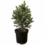 Сребрист смърч височина 80-100 см