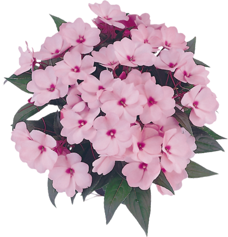 Импатиенс Нова Гвинея ф13 - Пролетни балконски цветя