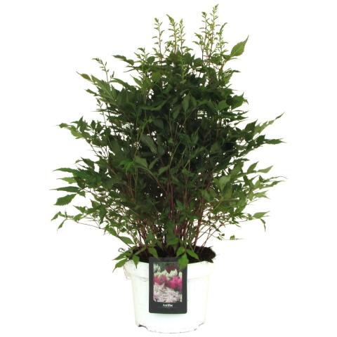 Астилбе Ф23cm H60 cm, снимка 2 - Цъфтящи