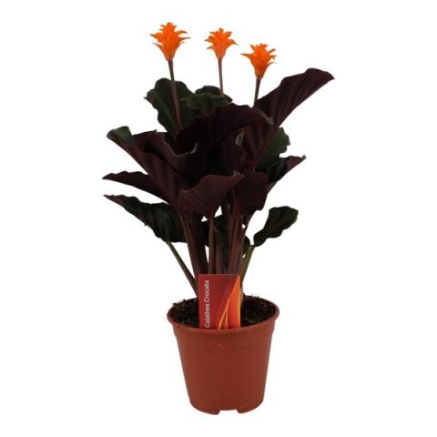 Калатея Crocata Ф14см, H40см - Цъфтящи