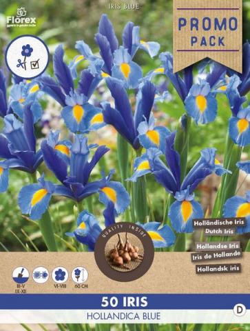 Луковици Ирис Hollandica Blue 8/9 50бр - Външни растения