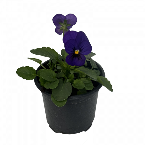 Теменужка мини Ф9см, снимка 3 - Пролетни балконски цветя