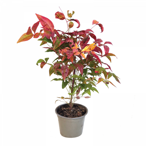 Нандина Fire power 3 л - Листопадни храсти и дървета