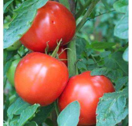 Разсад домат 6бр. Български селектирани сортове, снимка 5 - Външни растения