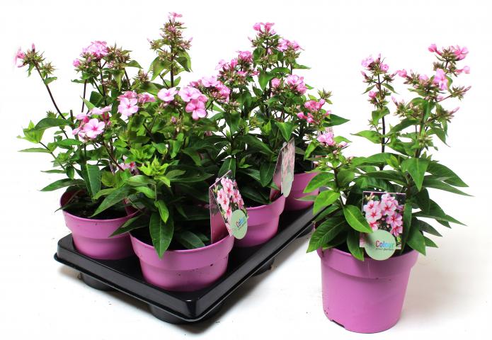 Градински цветя микс ф15см, снимка 3 - Цъфтящи