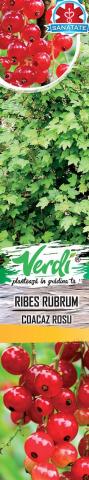 Плодни храсти, микс  Verdi, снимка 4 - Овошки и плодни храсти