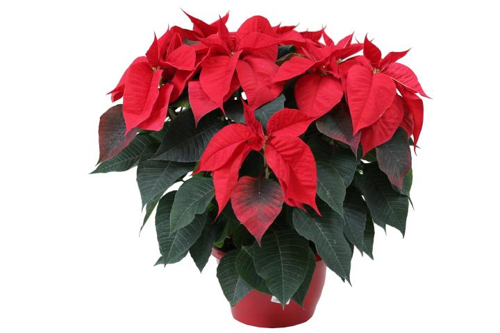 Коледна звезда ф25см червена - Коледни звезди