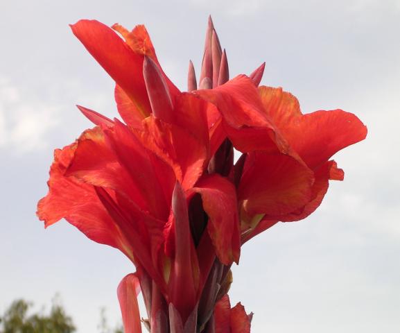 Кана  в конт. 1.5л, снимка 2 - Пролетни балконски цветя