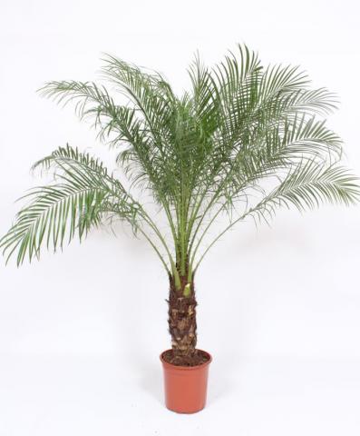 Палма Phoenix roebelenii Ф24, H140 - Средиземноморски растения