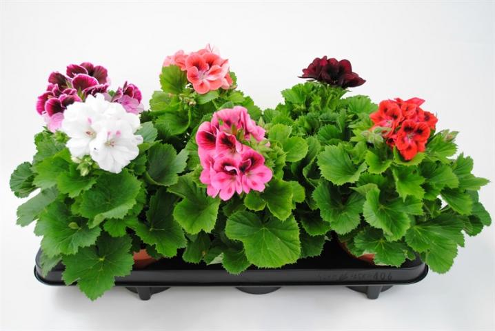 Мушкато грандифлорум - Пролетни балконски цветя