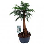 Араукария Cunninghamii Bonsai Ф16см/Н60см