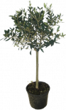 Маслиново дърво Ф14
