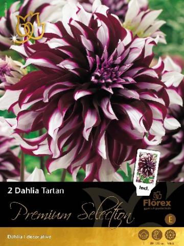 Луковици Premium Далия Tartan, 2бр - Далии