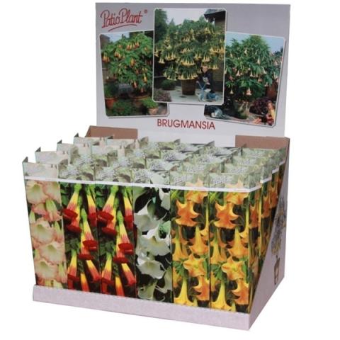 Бругманзия корен в кутия микс ф9 см - Листопадни храсти и дървета