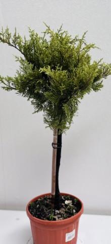 Юниперсус  Blue Chip- Procubens- Blue Pacific 9 л - Иглолистни храсти и дървета