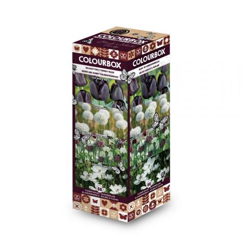 Луковици микс, 66бр Black & White Vertical Box - Миксове