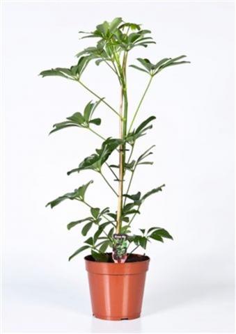 Зелени цветя микс
Ф17см.
височина около 50-60 см, снимка 5 - Зеленолистни