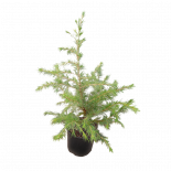 Кедър Хималайски