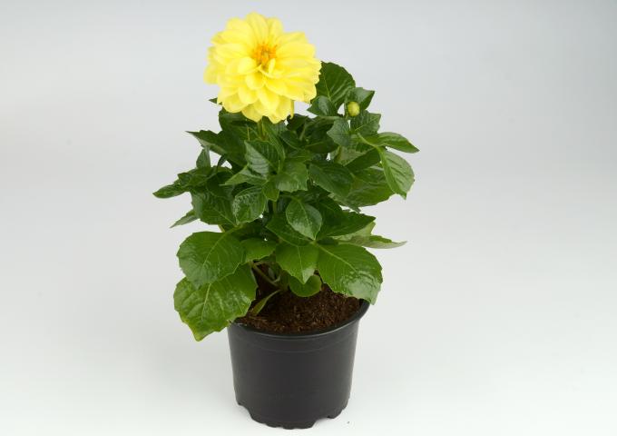 Далия ф10.5 см, снимка 5 - Пролетни балконски цветя