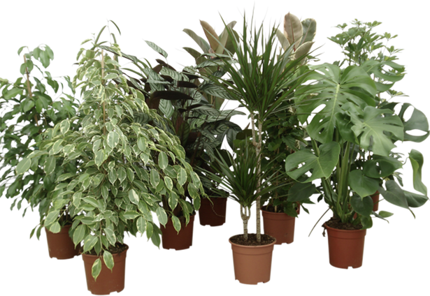 Микс зелени реастения  Ф:19см - Зеленолистни