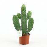 Кактус Opuntia Consolea ф12 см H35 см