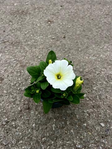 Каскадна Петуния 9 см., снимка 2 - Пролетни балконски цветя