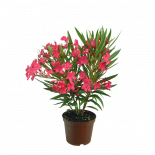 Олеандър Нериум ф18 Н60-70 см