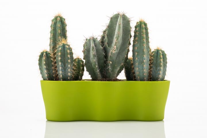 Сандъче GARDENYA Cactus, снимка 2 - Пластмасови сандъчета