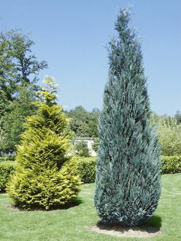 Лъжекипарис Columnaris 110 см - Иглолистни храсти и дървета
