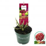 Хортензия(Хидрангея) Magical Ruby Tuesday Ф17см, H30см