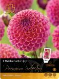 Луковици Premium Далия Caitlin Joy 2бр.