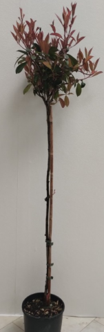 Фотиния / Фотиния  Nana 9 л - Листопадни храсти и дървета