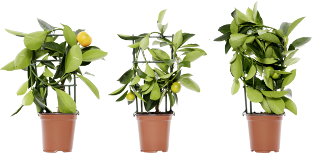 Цитрус с 1плод Ф:8 В:20 - Средиземноморски растения