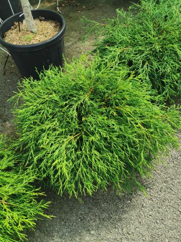 Грахов лъжекипарис, снимка 2 - Иглолистни храсти и дървета