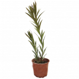 Нериум Oleander 80-120 см 3 л