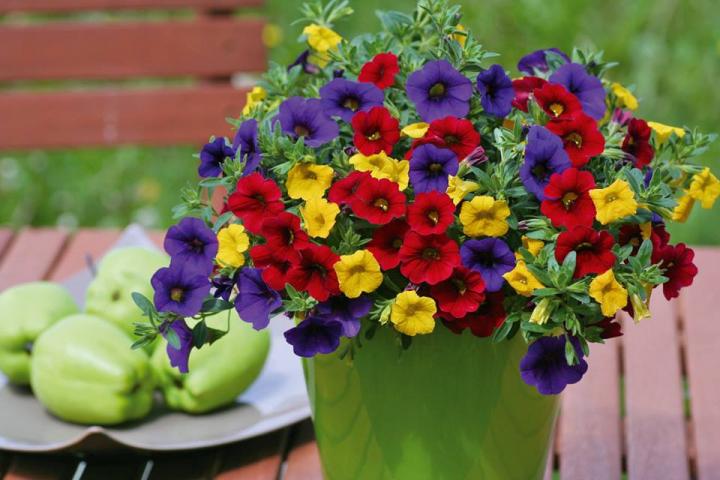 Калибрахое трикси ф14 см - Пролетни балконски цветя