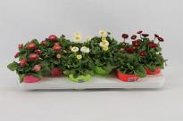 Белис перенис (паричка) ф10.5, Н5-10 см