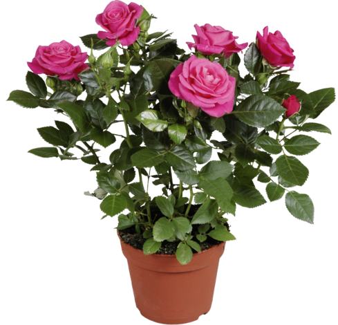 Рози разл. видове O 10,5 см - Цъфтящи