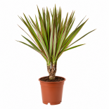 Драцена Marginata Bicolor ф12 см H45 см