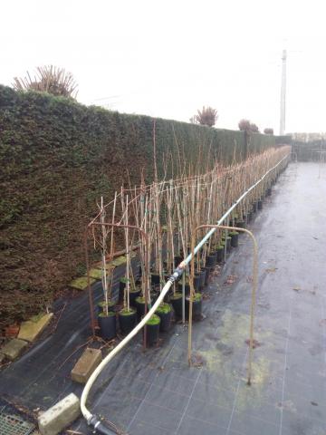 Японска вишна (Prunus serrulata) в контейнер 5л, снимка 2 - Листопадни храсти и дървета