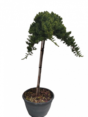 Юниперсус Sabina 20 л - Иглолистни храсти и дървета