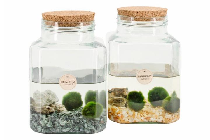 Декоративно водно растение Marimo ф13см H20см - Тиландсии и бромелии