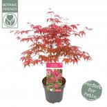 Японски клен Palmatum Beni Maiko ф19 см H55 см