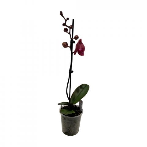 Орхидея Фаленопсис Микс, снимка 5 - Външни растения