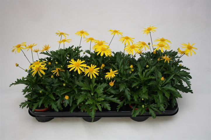 Еуриопс Sunny ф10.5см - Пролетни балконски цветя