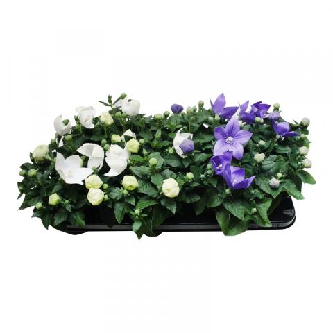 Платикодон Grandiflorus микс - Листопадни храсти и дървета