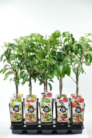 Плодови дръвчета ф14/Н65 см - Овошки и плодни храсти