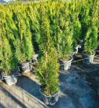 Туя Emerald 60-70 см 3 л