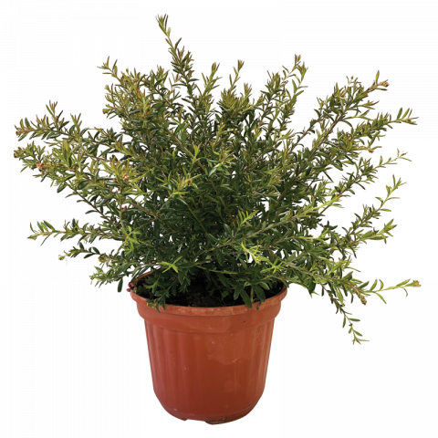 Гревилея 4 л - Листопадни храсти и дървета