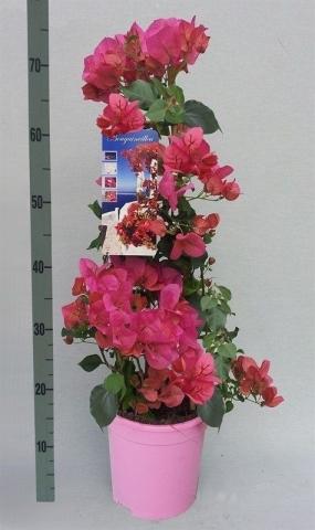 Бугенвилеа Dania pink Ф17см, H70см, снимка 3 - Средиземноморски растения